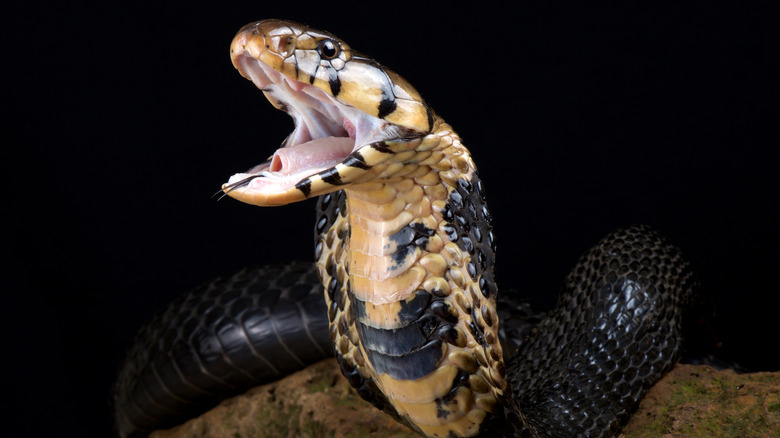 The forest cobra with mouth open, close-up 