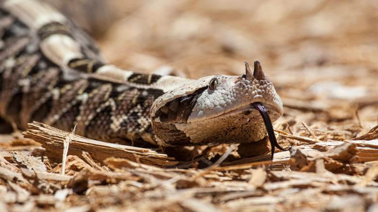 Close-up on gaboon viper slithering on ground