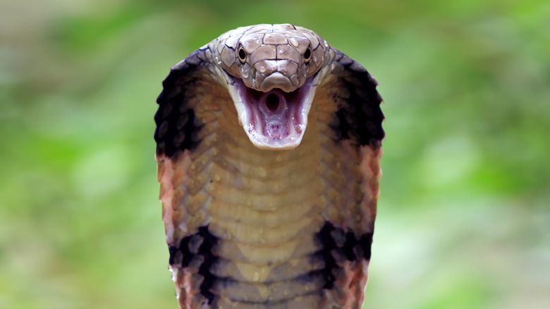 King cobra prepared to strike