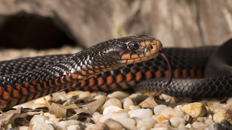 Close-up on adult red bellied snake
