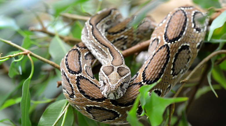 Russell's viper curled on a branch