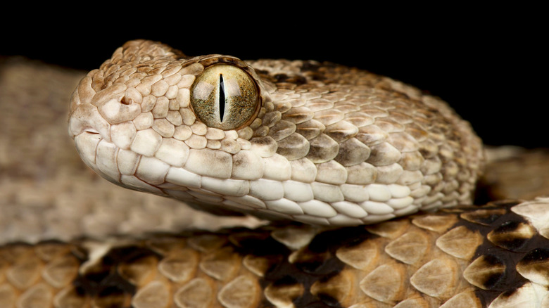 Extreme closeup on saw-scaled viper 