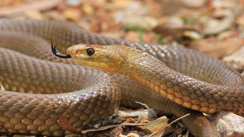 Close-up on western brown snake