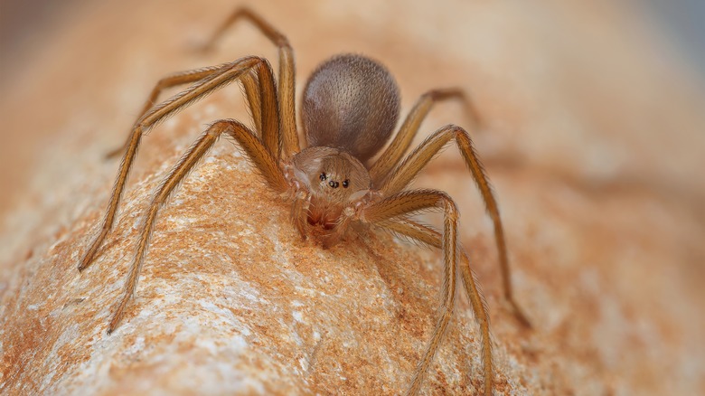 Brown spider on skin