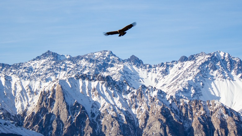 Andean condor flying above icy mountaintops