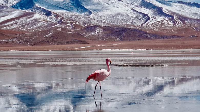 Andean flamingo on salt lake in front of icy mountains 
