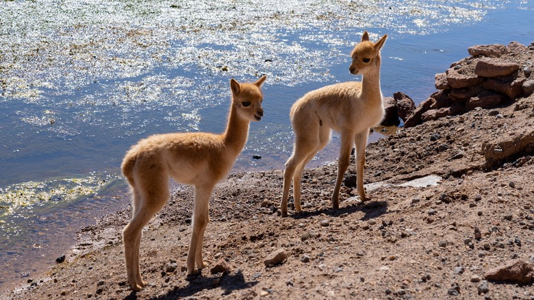 Two baby vicunas by water