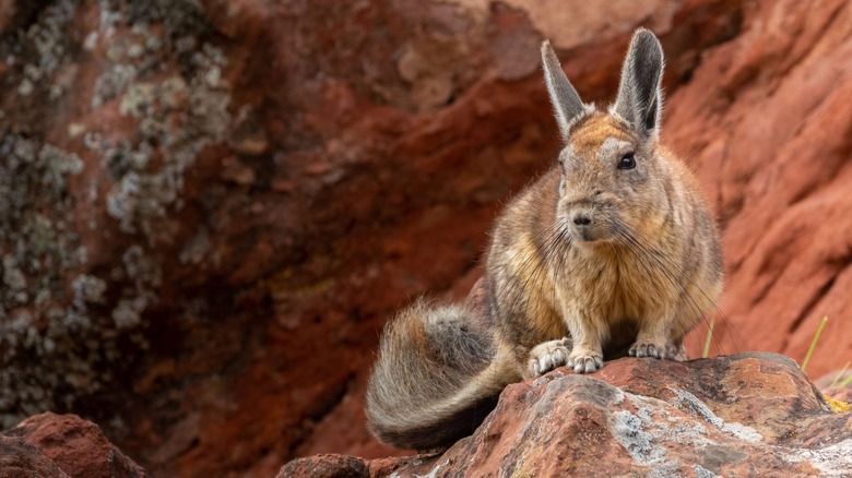 Viscacha on rocks