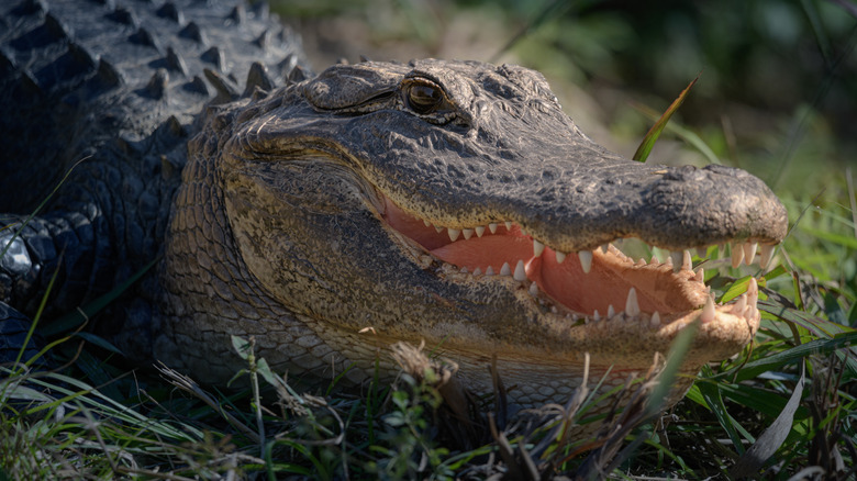 American alligator, close-up of face