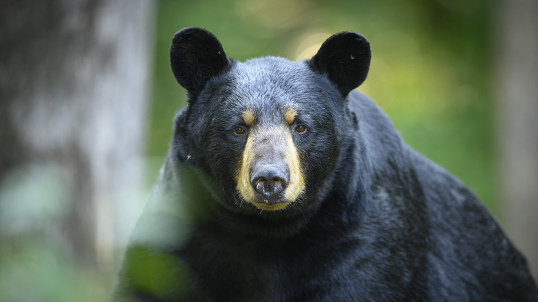 black bear looking at camera