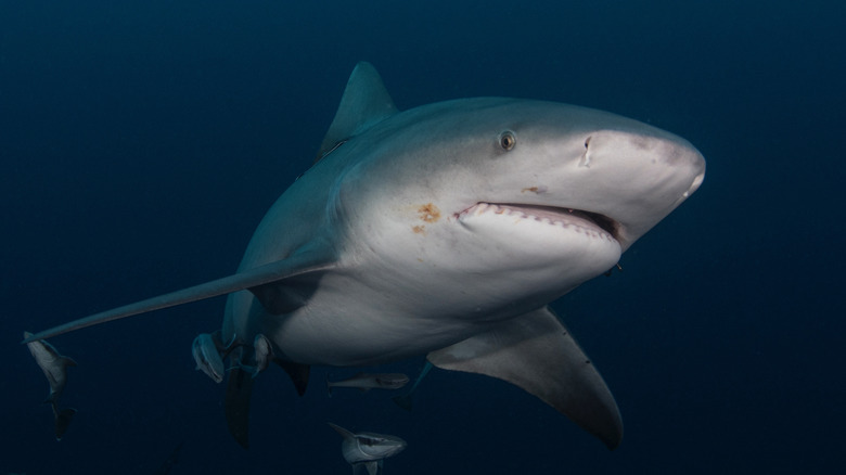 Bull shark swimming