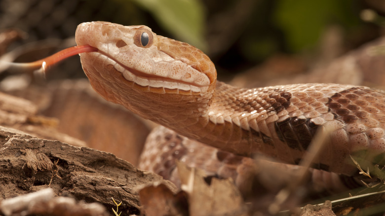 Copperhead snake with tongue out, close-up