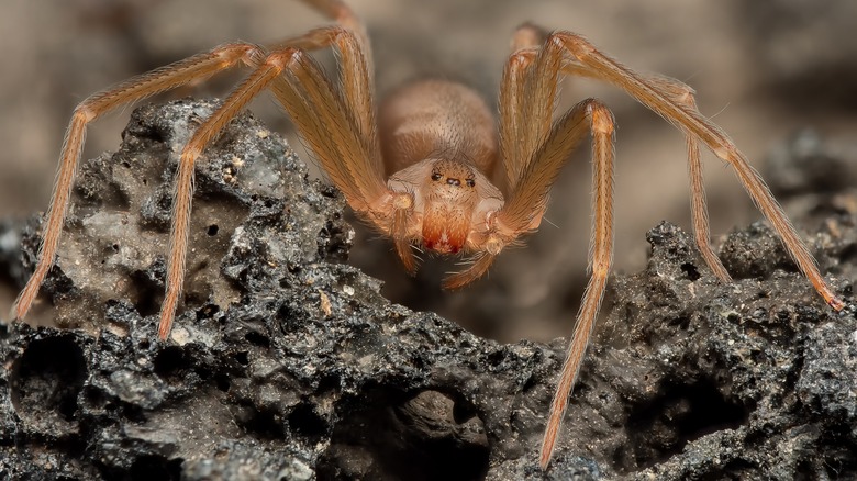 Brown recluse spider close-up