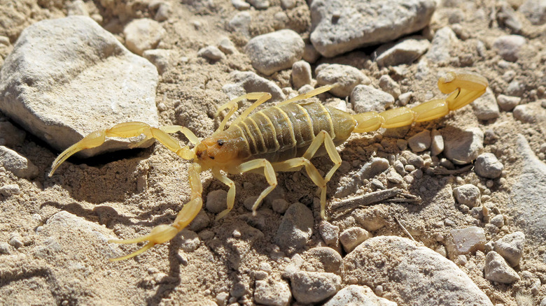Scorpion on dirt and rocks