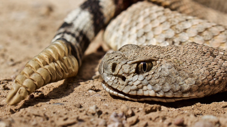 Diamondback rattlesnake, close-up on face and tail