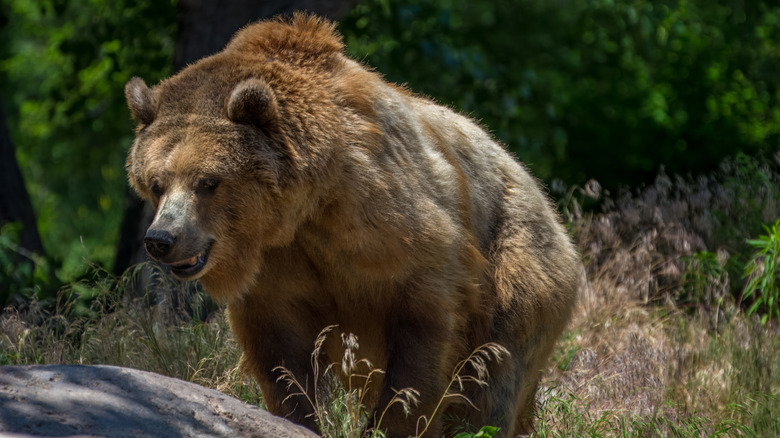 Grizzly bear walking in woods