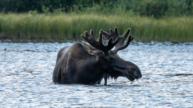 Moose in the water, looking to the right