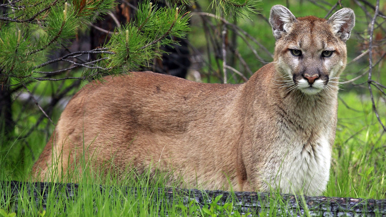 Mountain lion standing and looking at camera