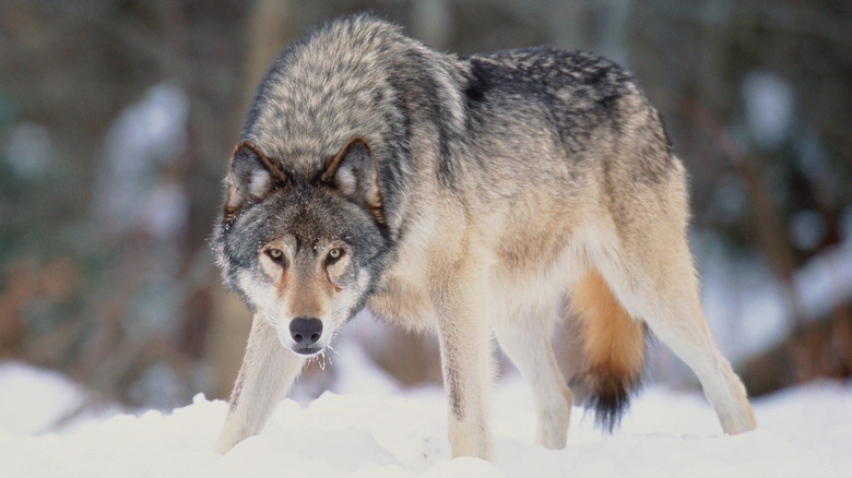 Grey wolf, hunched over, looking at camera