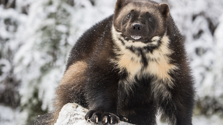 Wolverine close-up, looking at camera against snowy backdrop