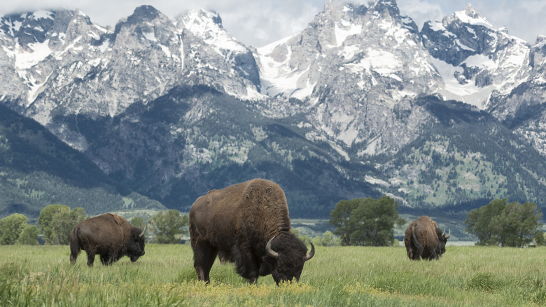 Bison grazing in field, mountains in background