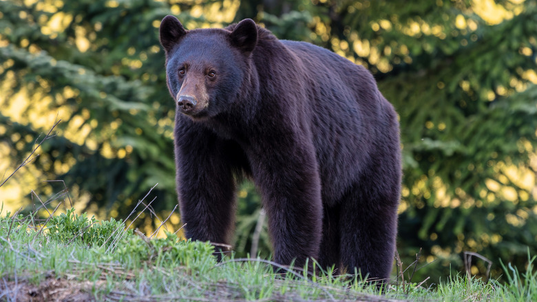 Young black bear in woods