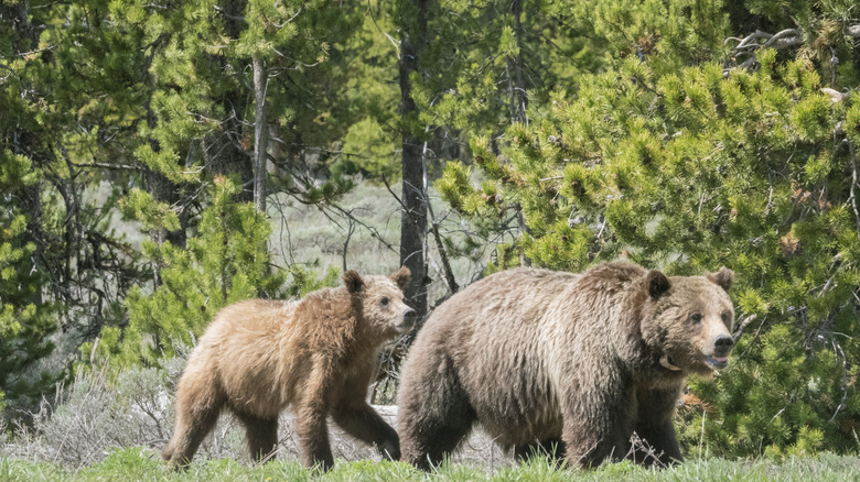 Grizzly bears walking in forested area