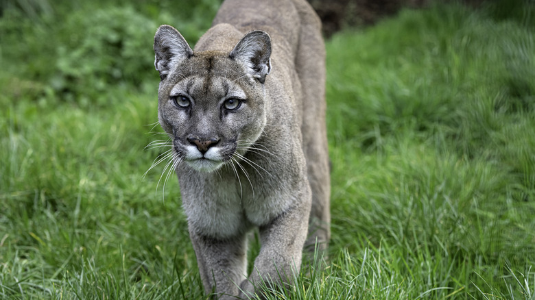 Mountain lion walking in grass