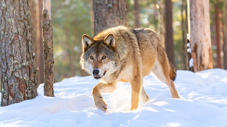 Grey wolf walking in snowy forest