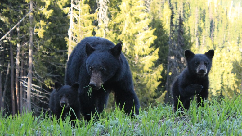 black bears and cubs in grass