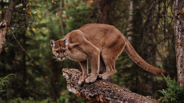 mountain lion on log