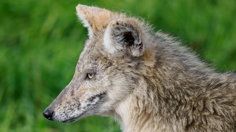 coyote in grass field