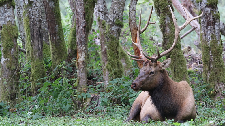 roosevelt elk in olympic national park