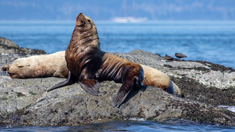 sea lion on rock