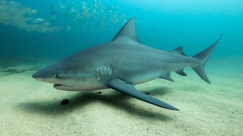 bull shark swimming near the bottom