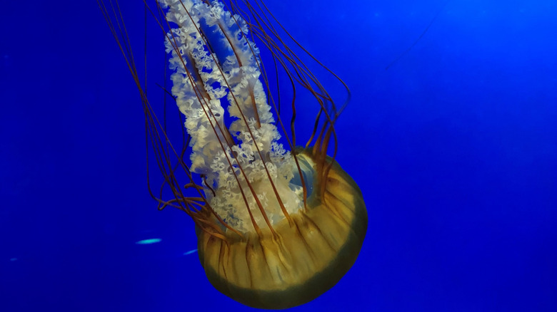 sea nettle in gulf of mexico