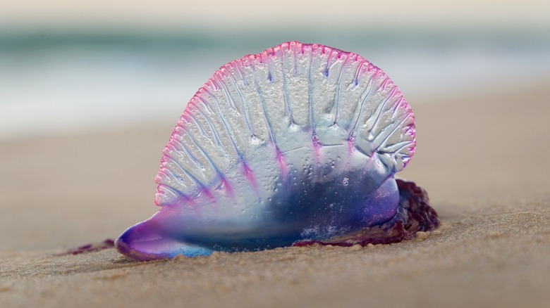 man-o-war on the beach