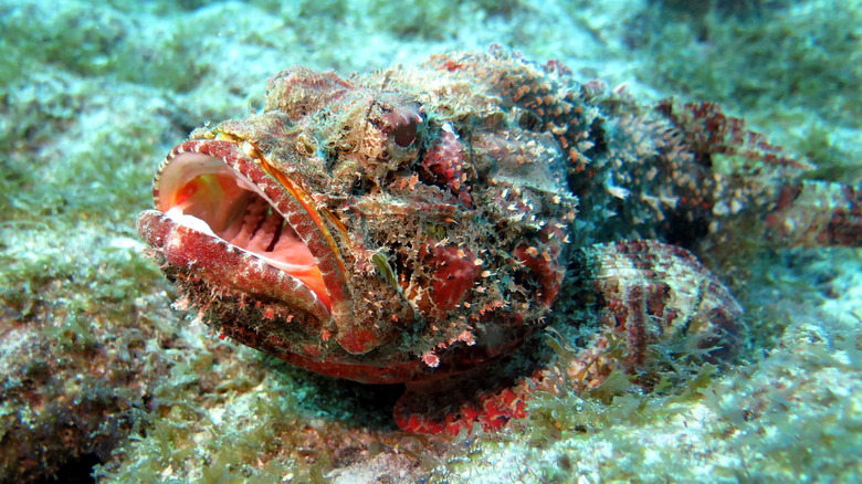 spotted scorpionfish hiding in coral