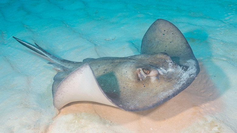 southern stingray on sandy ocean bottom