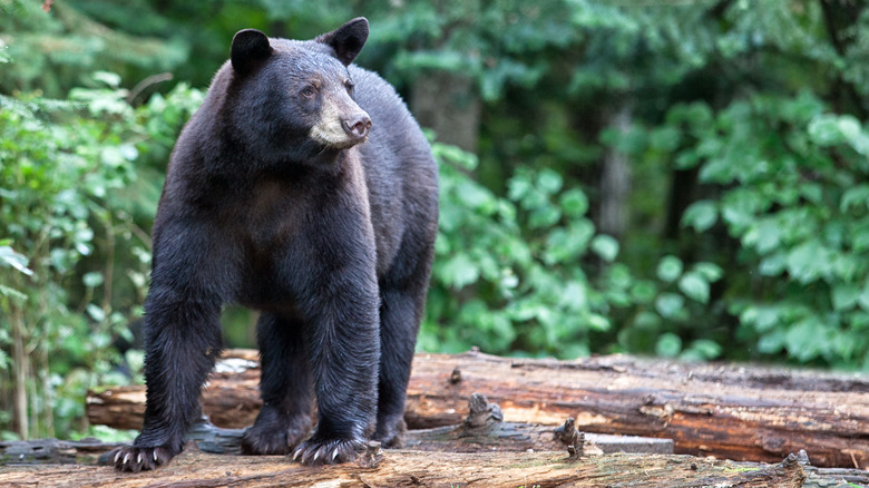 black bear in woods