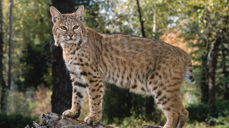 bobcat in woods