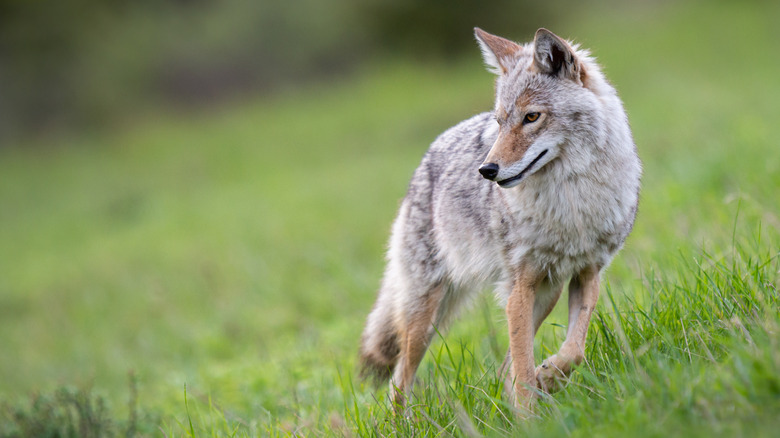 coyote in field