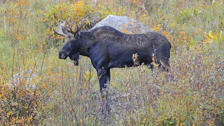 Moose surrounded by fall leaves