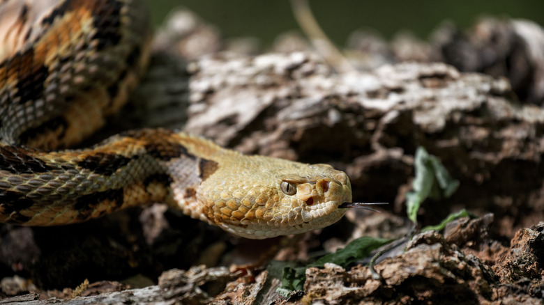 timber rattlesnake