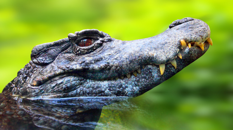 Black caiman head emerging from water