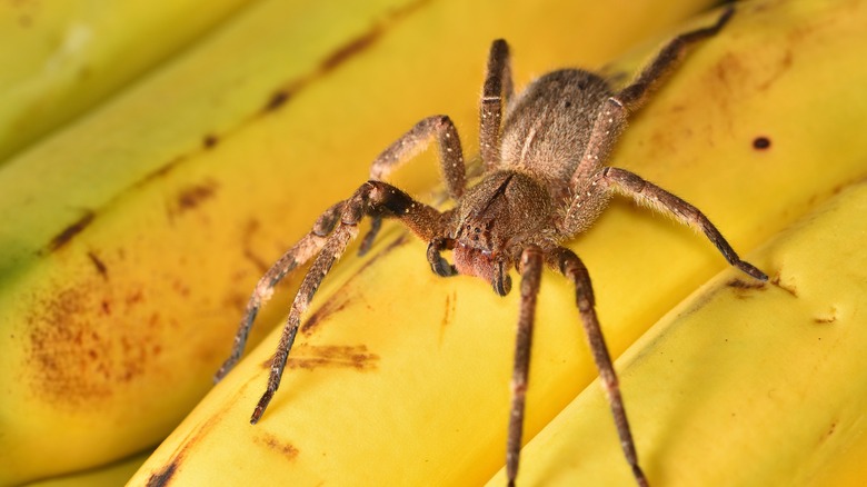 Brazilian wandering spider on banana leaf
