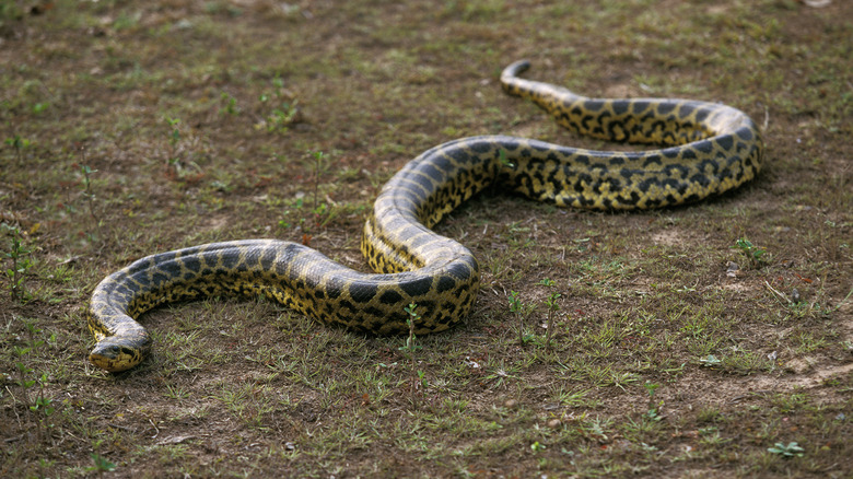 Green anaconda sllithering on ground
