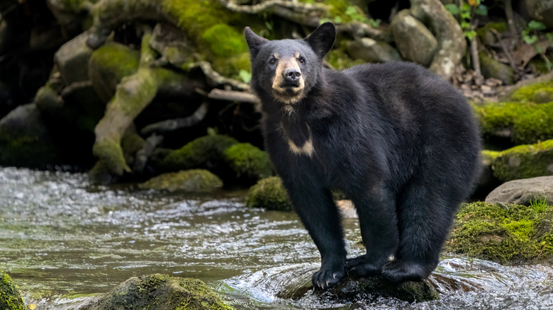 Black bear near stream