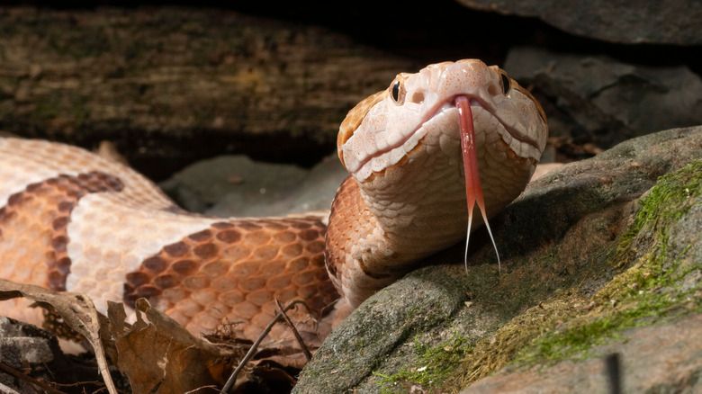 Copperhead snake with tongue out