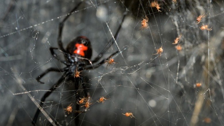 Black widow spider in web with babies